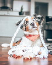 Party Dog Bandana – Bandanas & Neckwear by MODERNBEAST
