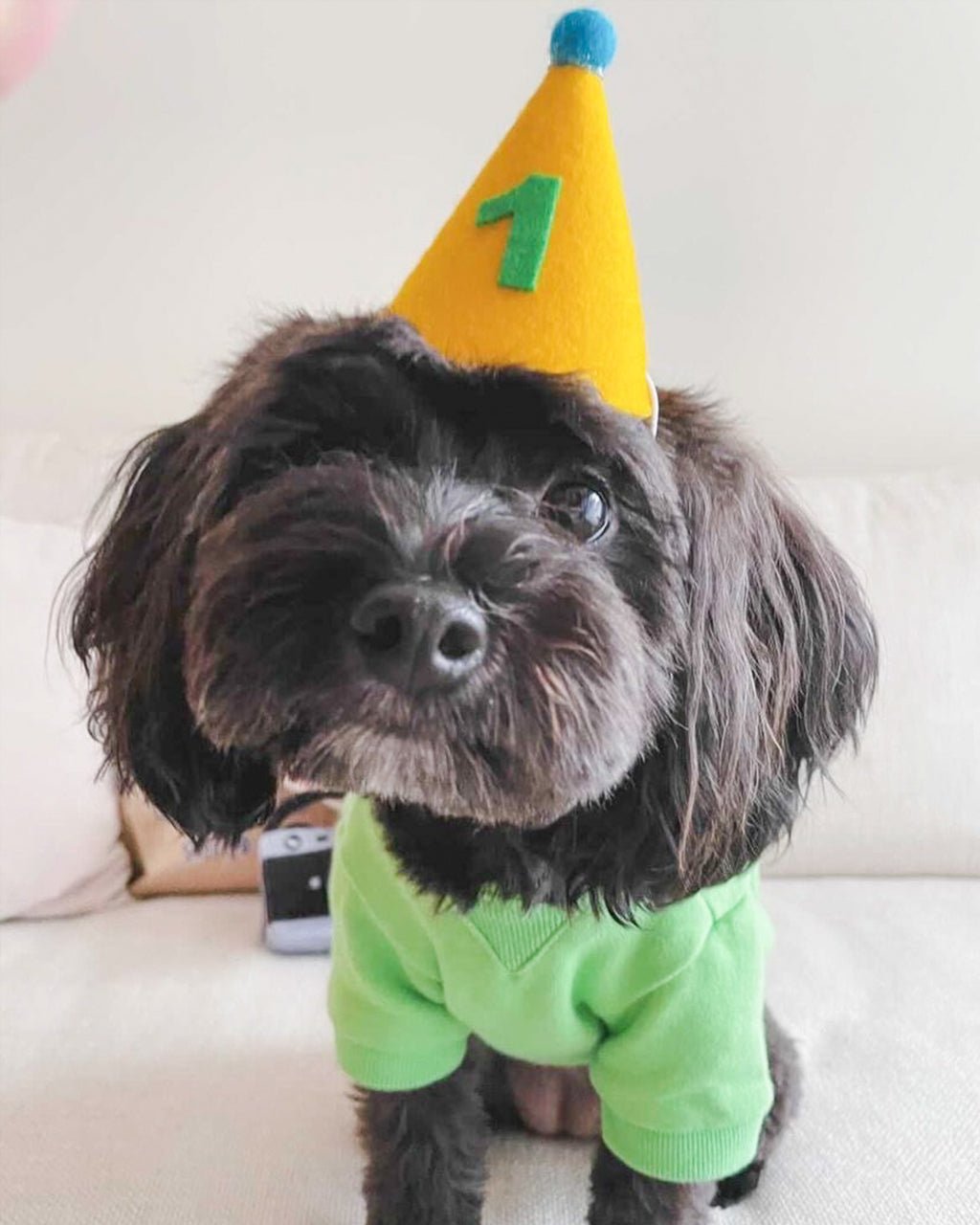 Pawty Hat Dog Party Hat - Green Number – Dog Hats by MODERNBEAST