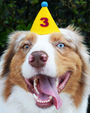 Pawty Hat Dog Party Hat - Purple Number – Dog Hats by MODERNBEAST
