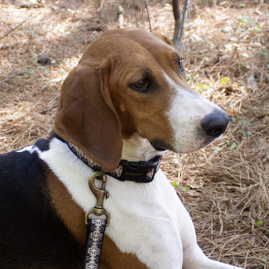 Pendleton Hiker Dog Collar – Dog Collars by Pendleton