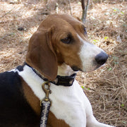 Pendleton Hiker Dog Collar – Dog Collars by Pendleton