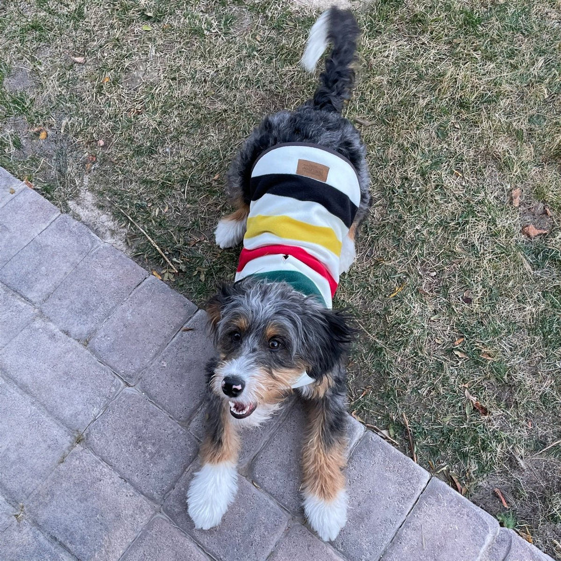 Pendleton National Park Dog Vest – Jackets & Coats by Pendleton