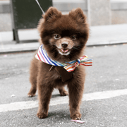 Pride Dog Bandanas – Bandanas & Neckwear by MODERNBEAST
