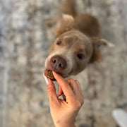 Probiotic Chews (90 Chews) Dog Vitamin Supplements – Dog Vitamins & Supplements by Freezbone