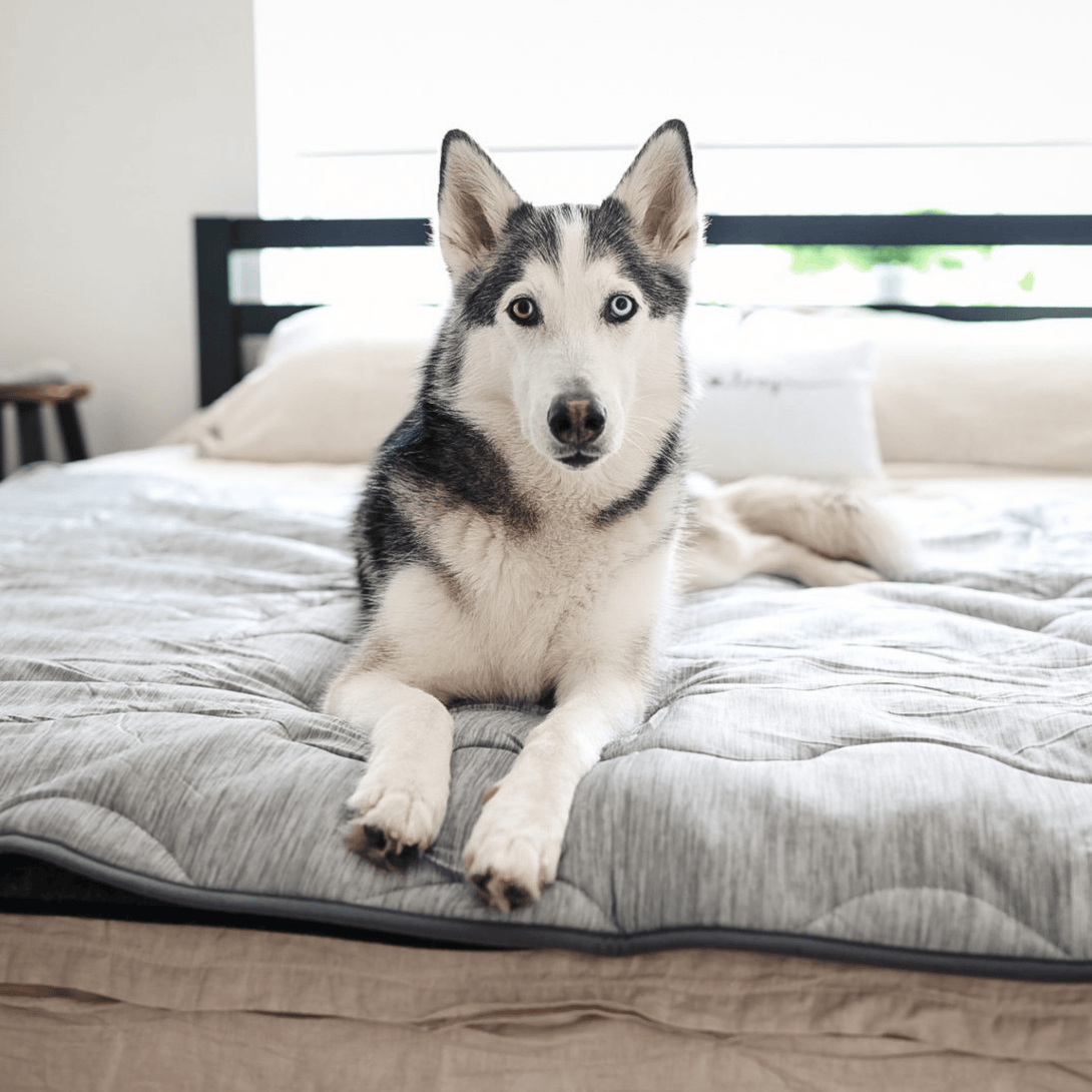 PupChill Cooling Waterproof Dog Blanket - Arctic Grey – Dog Blankets by Paw.com