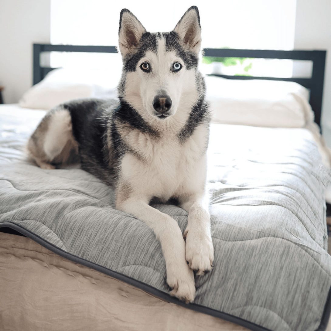 PupChill Cooling Waterproof Dog Blanket - Arctic Grey – Dog Blankets by Paw.com