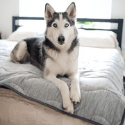 PupChill Cooling Waterproof Dog Blanket - Arctic Grey – Dog Blankets by Paw.com