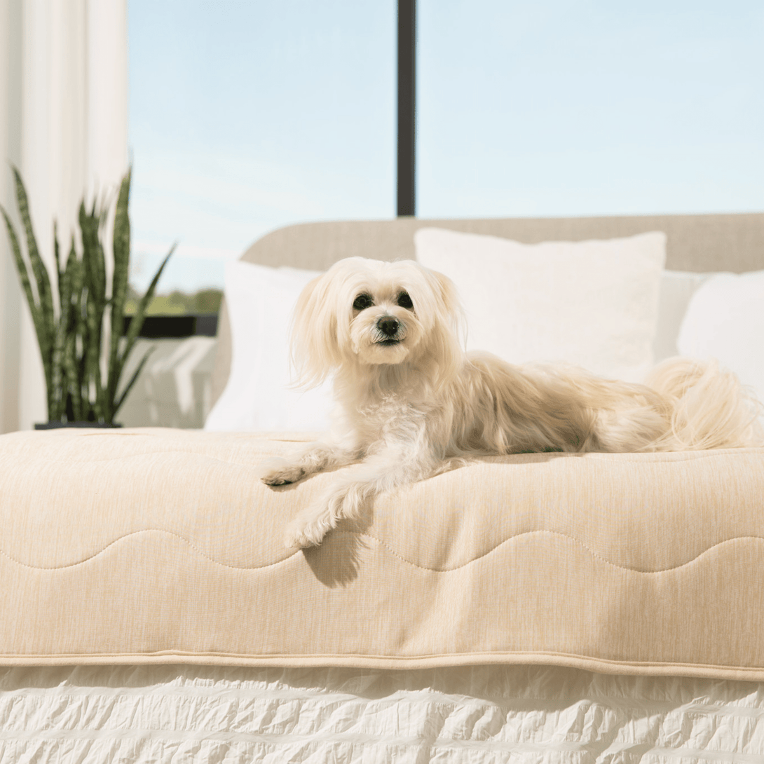 PupChill Cooling Waterproof Runner Dog Blanket - Arctic Sand – Dog Blankets by Paw.com