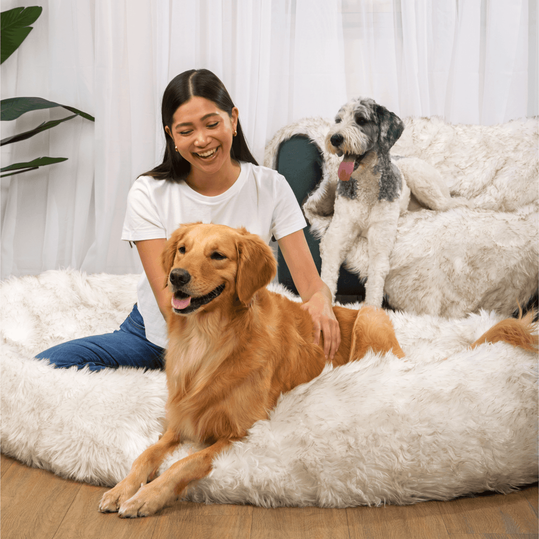 PupCloud Human - Size Dog Bed + Matching Waterproof Blanket Bundle - White with Brown Accents – Bundles by Paw.com