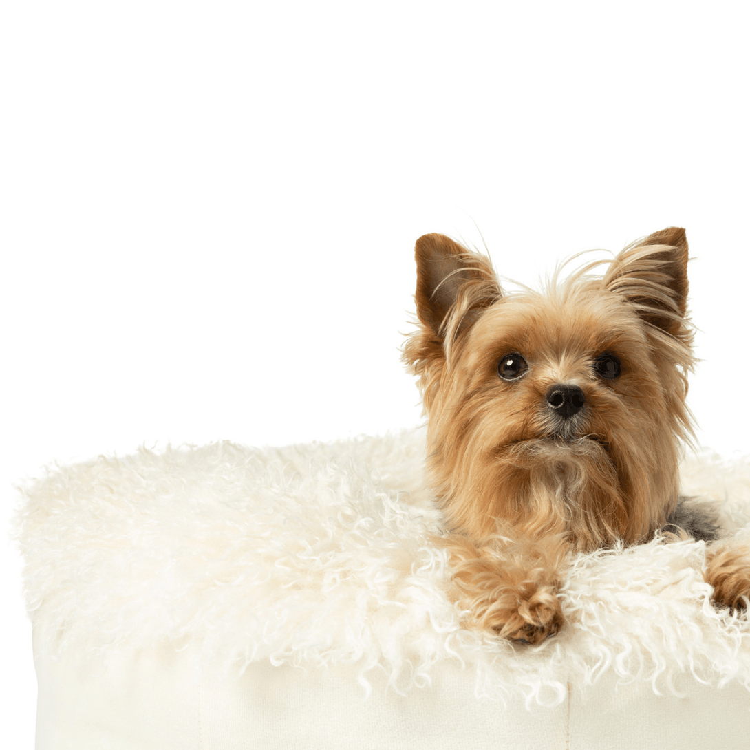PupPouf Luxe Faux Fur Donut Dog Bed - Plush Sheep Ivory – Dog Beds by Paw.com