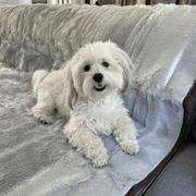PupProtector Summer Short Fur Waterproof Throw Dog Blanket - Grey – Dog Blankets by Paw.com