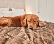 PupProtector Summer Short Fur Waterproof Throw Dog Blanket - Sable Tan – Dog Blankets by Paw.com