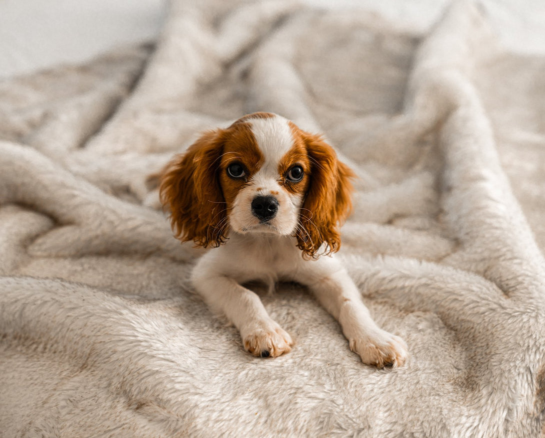 PupProtector Summer Short Fur Waterproof Throw Dog Blanket - White with Brown Accents – Dog Blankets by Paw.com