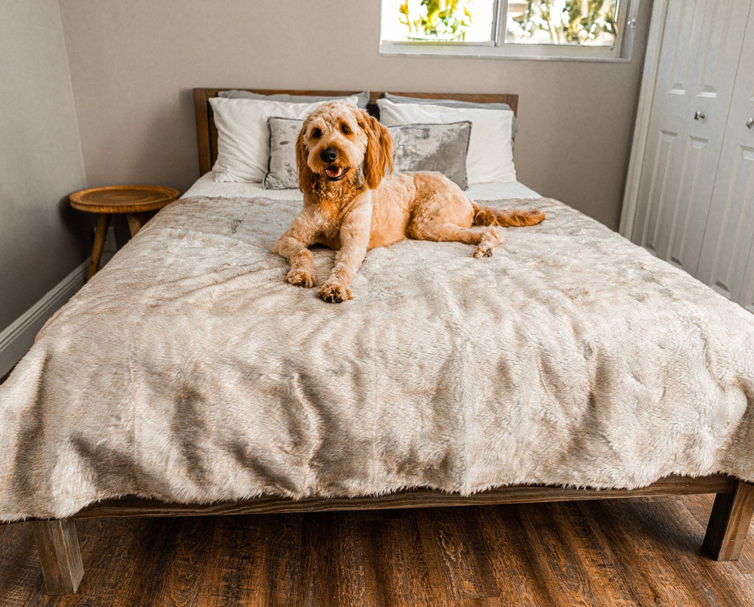 PupProtector Summer Short Fur Waterproof Throw Dog Blanket - White with Brown Accents – Dog Blankets by Paw.com