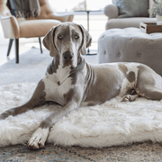 PupRug by Paw.com Faux Fur Orthopedic Dog Bed - Curve White with Brown Accents – Dog Beds by Paw.com