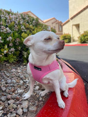 PupTrek Small Dog Soft Mesh Step In Dog Harness – Dog Harnesses by Mr. Peanut's Pet Carriers