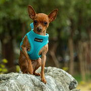 PupTrek Small Dog Soft Mesh Step In Dog Harness – Dog Harnesses by Mr. Peanut's Pet Carriers