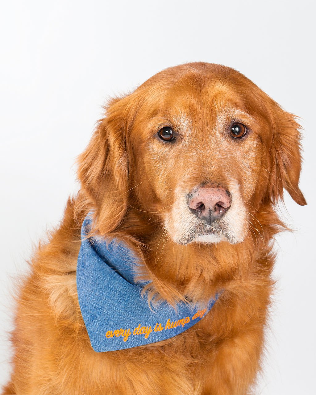 Red Dog Bandana – Bandanas & Neckwear by MODERNBEAST