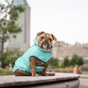 Reversible Elasto - Fit Dog Raincoat - Neon Aqua with Iridescent – Jackets & Coats by GF Pet.us