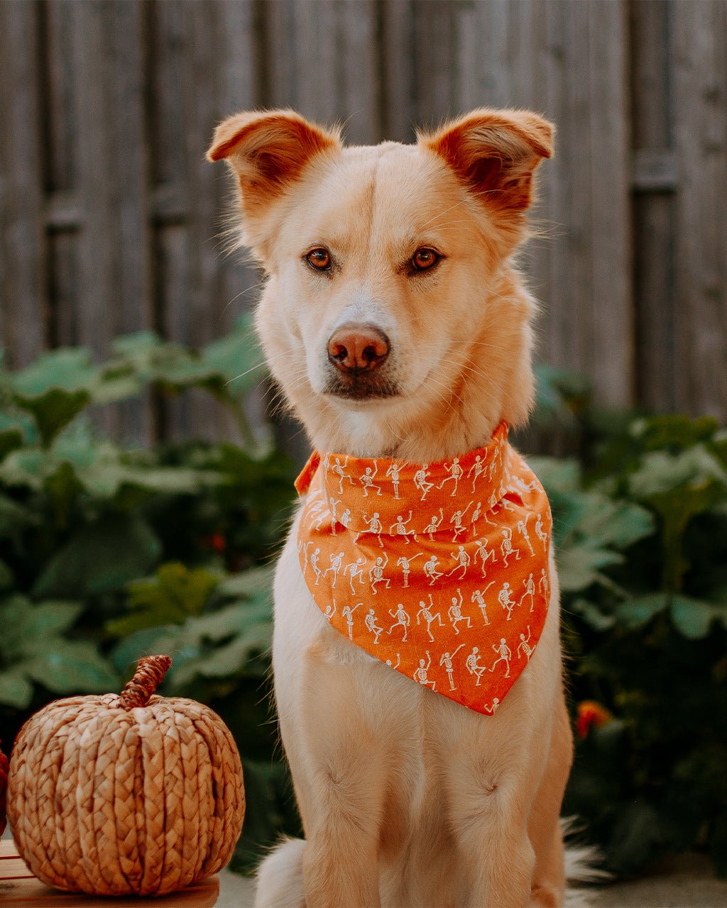 Skeleton Dog Bandana – Bandanas & Neckwear by MODERNBEAST