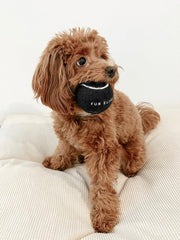 So Fetch! Tennis Ball Dog Toy Set of 5 - Noir – Dog Toys by Fur Elise Pets