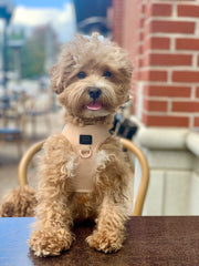 SoHo No - Pull Step - In Dog Harness - Dune – Dog Harnesses by Dogistry