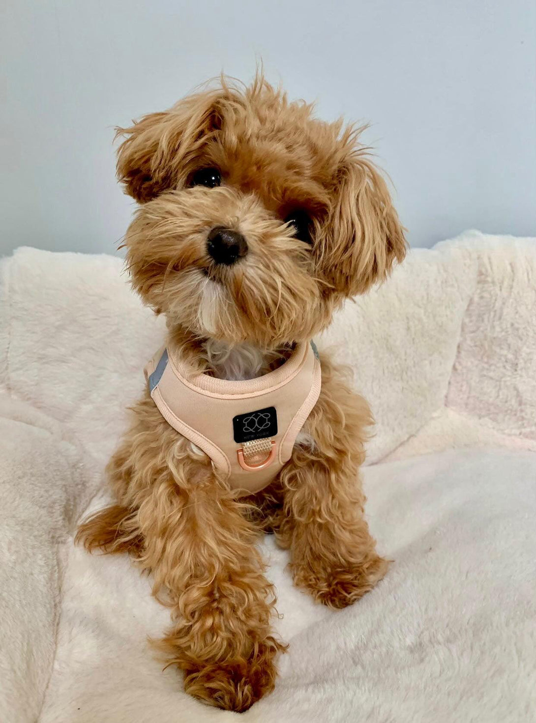 SoHo No - Pull Step - In Dog Harness - Dune – Dog Harnesses by Dogistry