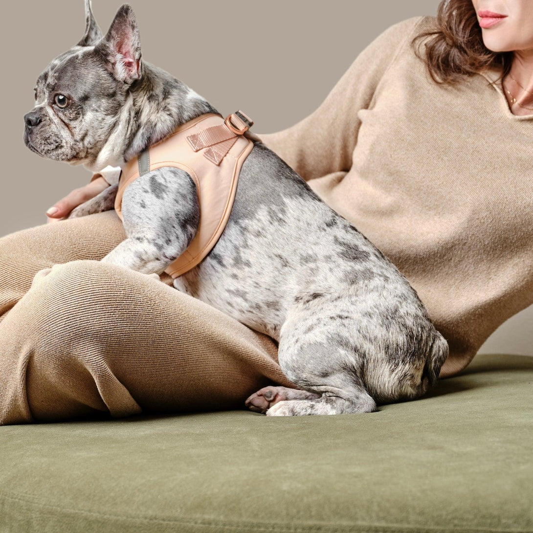 SoHo No - Pull Step - In Dog Harness - Dune – Dog Harnesses by Dogistry