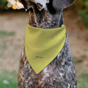 SpongeBob SquarePants NORMAL IS BORING Dog Bandana – Bandanas & Neckwear by Buckle - Down