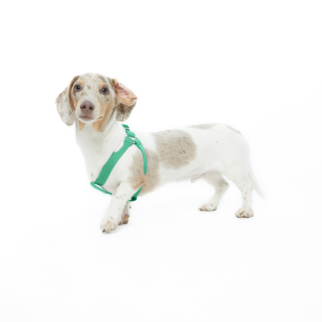 Step - In Dog Harness. – Dog Harnesses by JUST FRED.