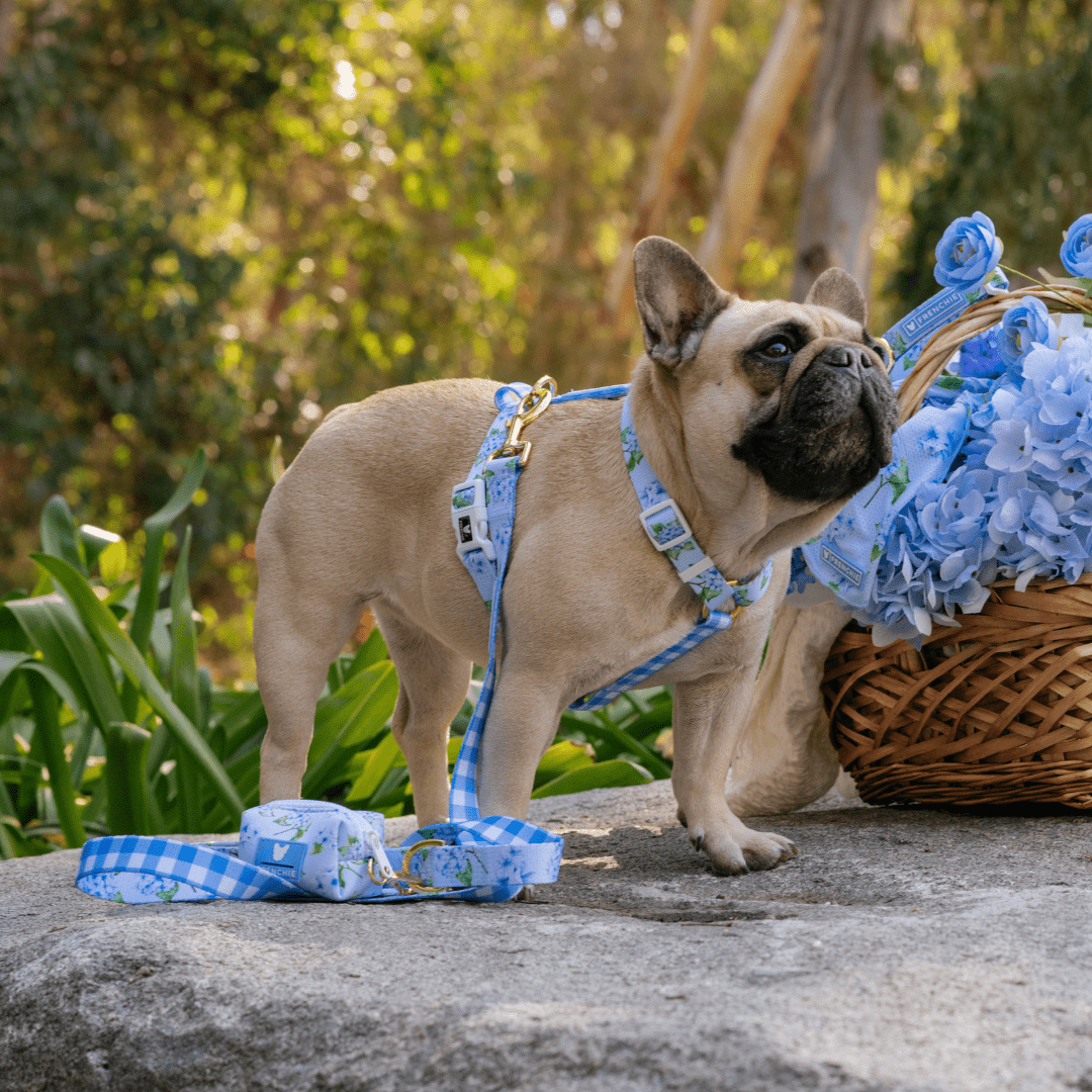 Strap Dog Harness - Hydrangea – Dog Harnesses by Frenchie Bulldog