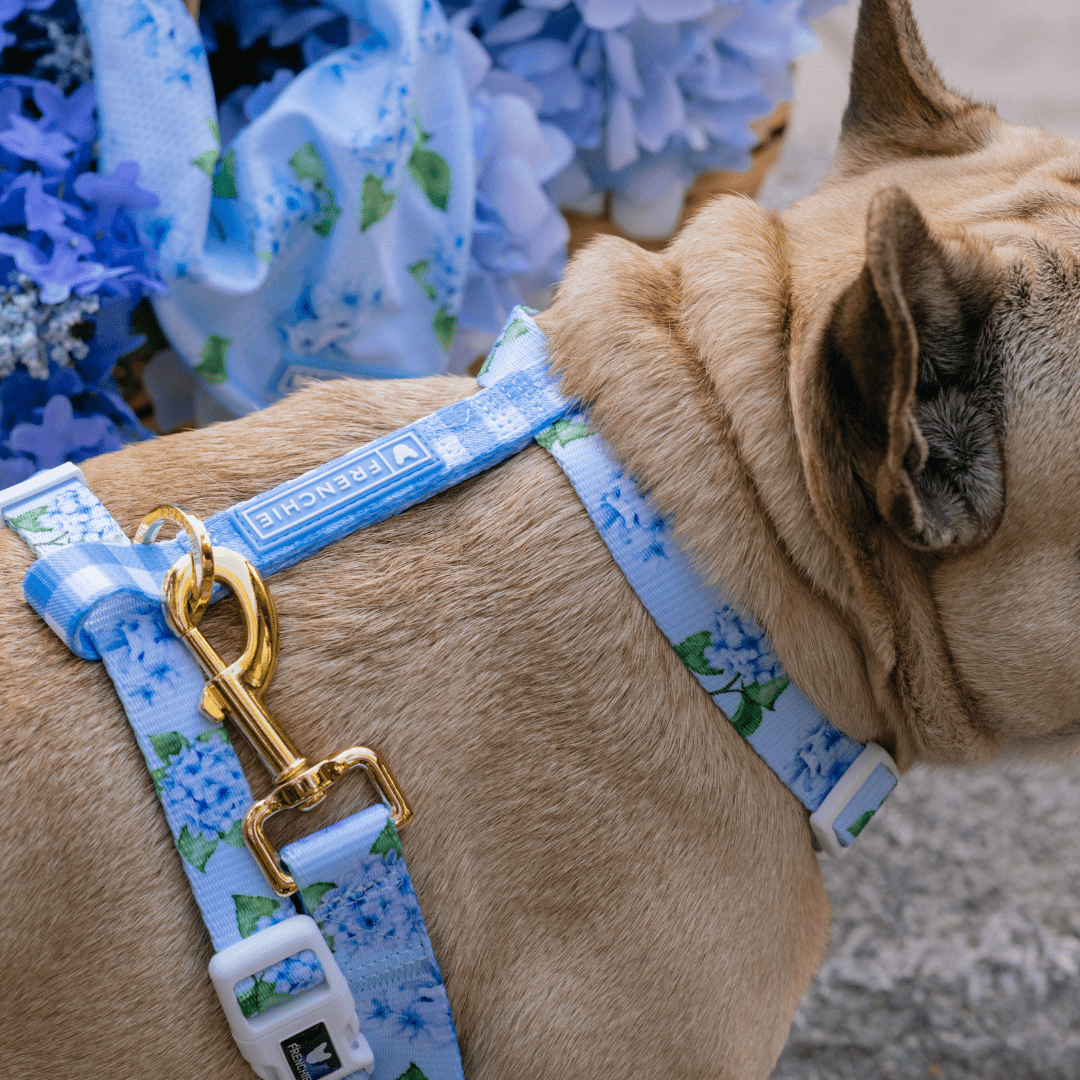 Strap Dog Harness - Hydrangea – Dog Harnesses by Frenchie Bulldog