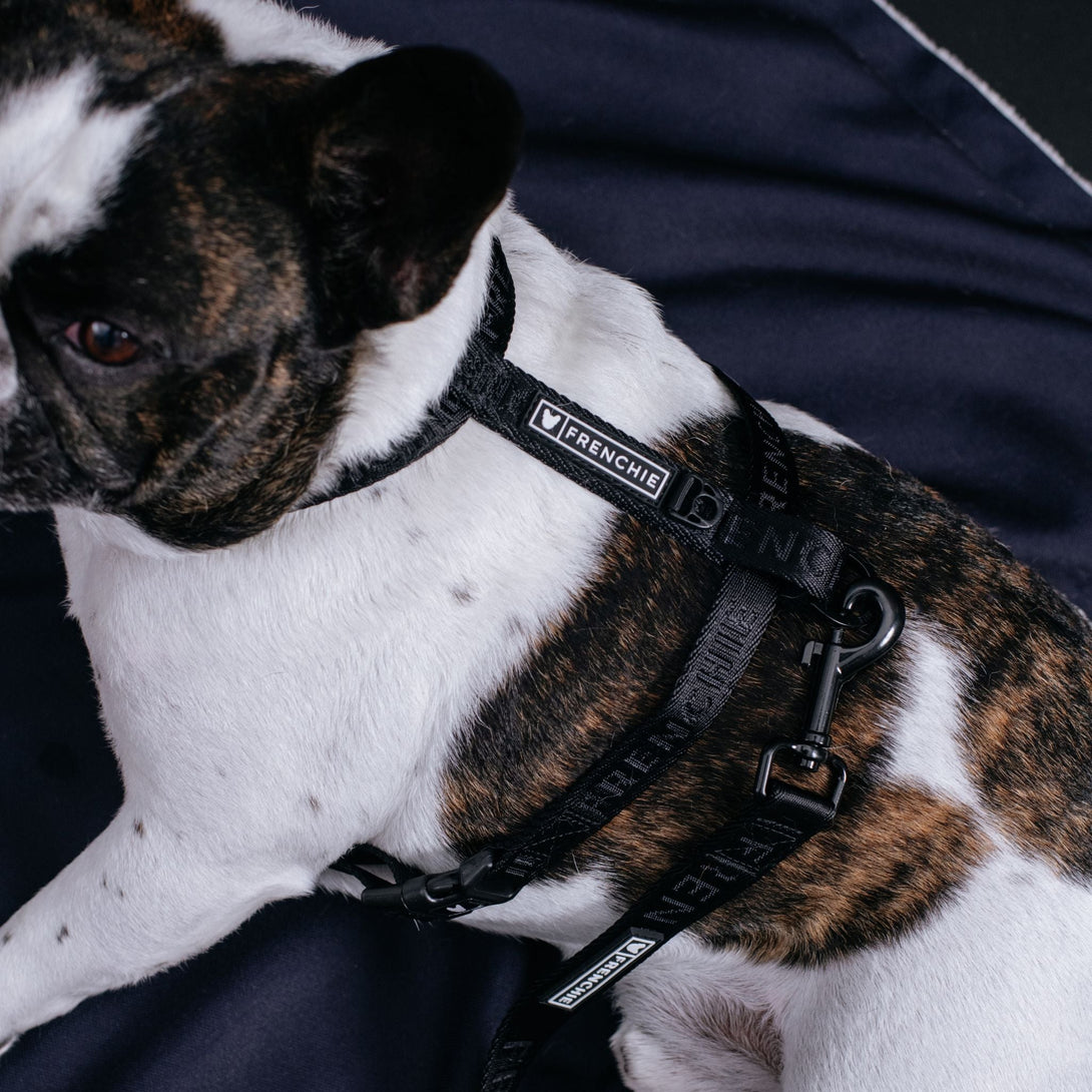 Strap Dog Harness - Solid Black – Dog Harnesses by Frenchie Bulldog