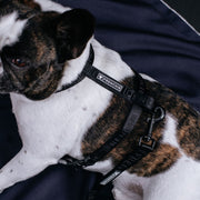 Strap Dog Harness - Solid Black – Dog Harnesses by Frenchie Bulldog