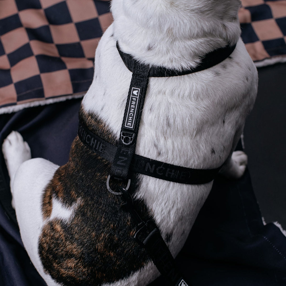 Strap Dog Harness - Solid Black – Dog Harnesses by Frenchie Bulldog