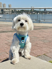 Summer AIR No - Pull Step - In Dog Harness - Ocean – Dog Harnesses by Dogistry