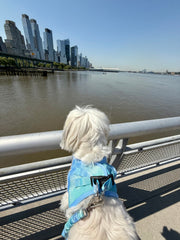 Summer AIR No - Pull Step - In Dog Harness - Ocean – Dog Harnesses by Dogistry