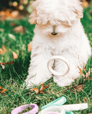 Teether Chew Dog Toy - Shimmering Sea – Dog Toys by Sweet Paws