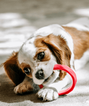 Teether Chew Dog Toy - Shimmering Sea – Dog Toys by Sweet Paws