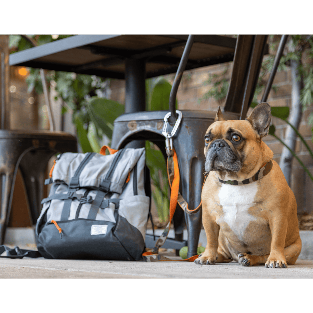 Urban 3 Dual Use Dog Carrier & Traditional Backpack – Pet Carriers by K9 Sport Sack