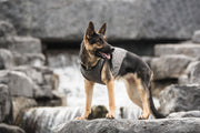 US Army Dog Cooling Vest Grey – Jackets & Coats by GF Pet.us