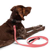 WaggyWalk Guava Dog Leash – Dog Leashes by WUFORIA