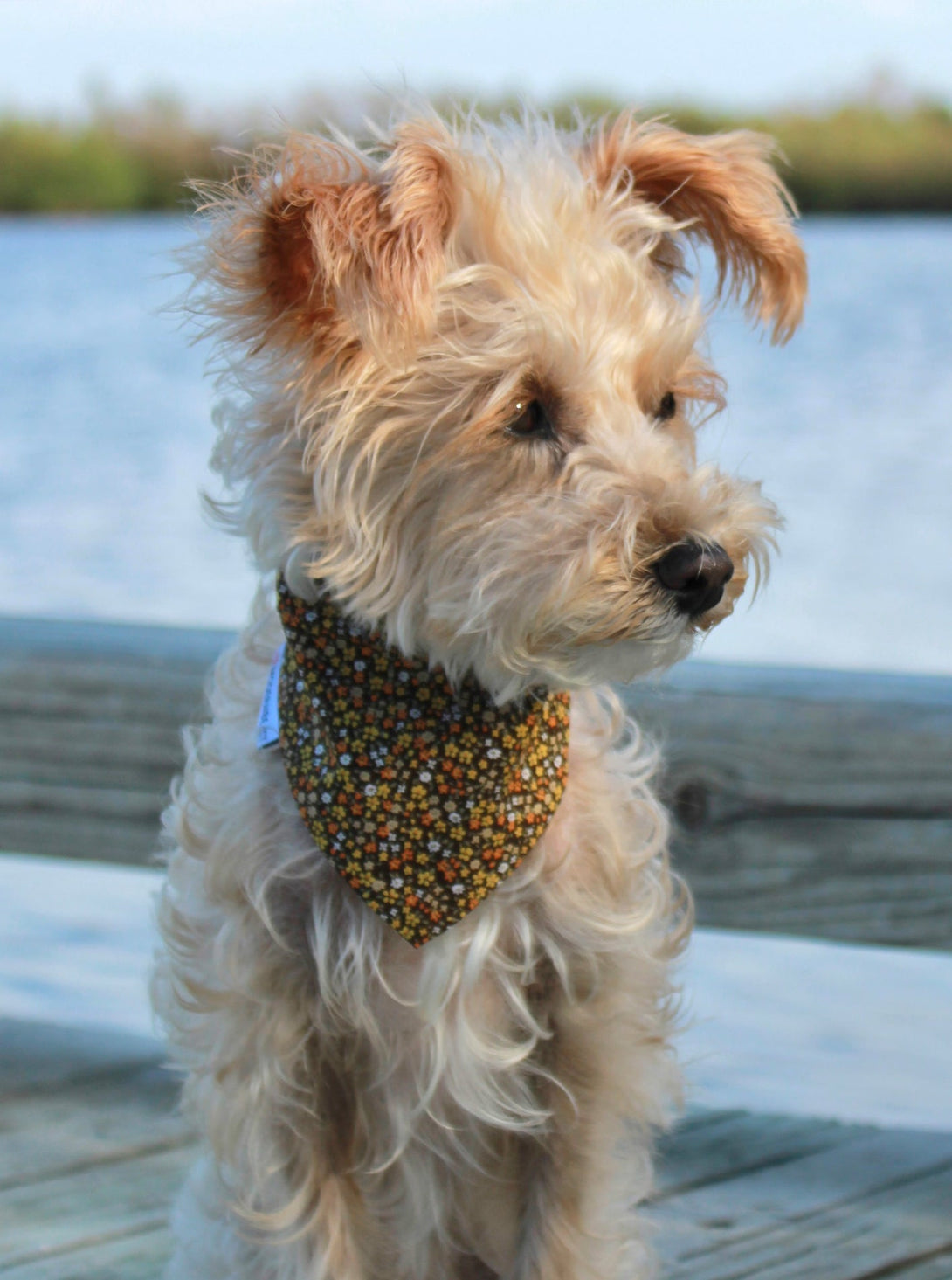 Winter Dog Bandana – Bandanas & Neckwear by MODERNBEAST