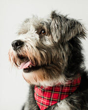 Winter Dog Bandana – Bandanas & Neckwear by MODERNBEAST