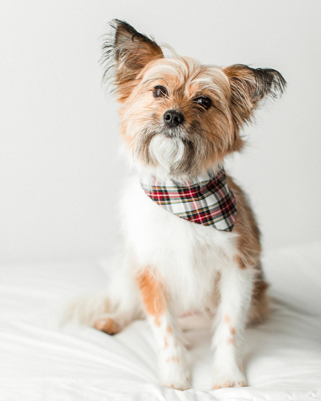Winter Dog Bandana – Bandanas & Neckwear by MODERNBEAST