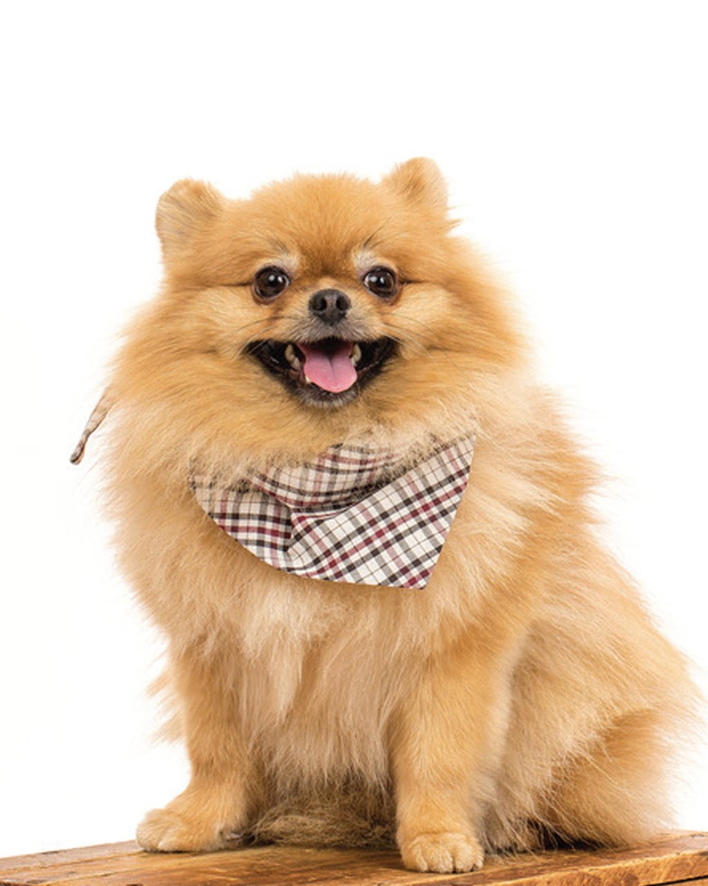 Winter Dog Bandana – Bandanas & Neckwear by MODERNBEAST