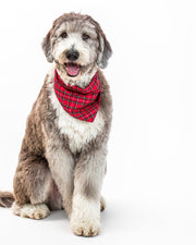 Winter Dog Bandana – Bandanas & Neckwear by MODERNBEAST