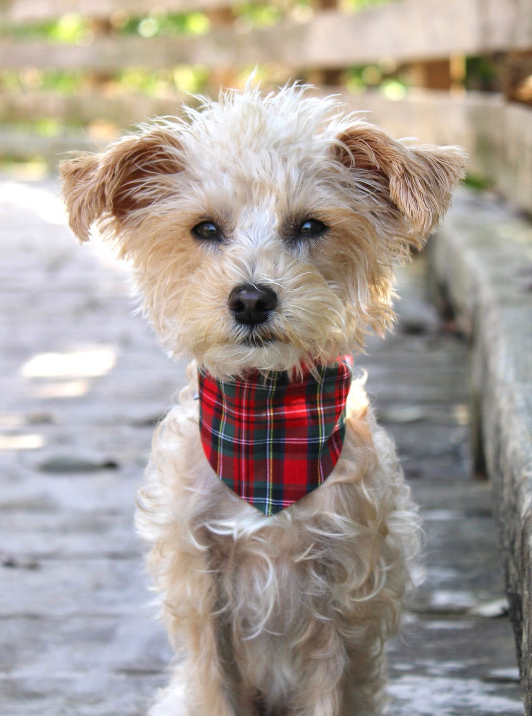 Winter Dog Bandana – Bandanas & Neckwear by MODERNBEAST