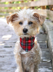 Winter Dog Bandana – Bandanas & Neckwear by MODERNBEAST