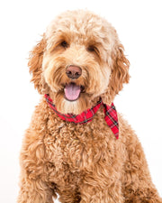 Winter Dog Necktie – Bandanas & Neckwear by MODERNBEAST